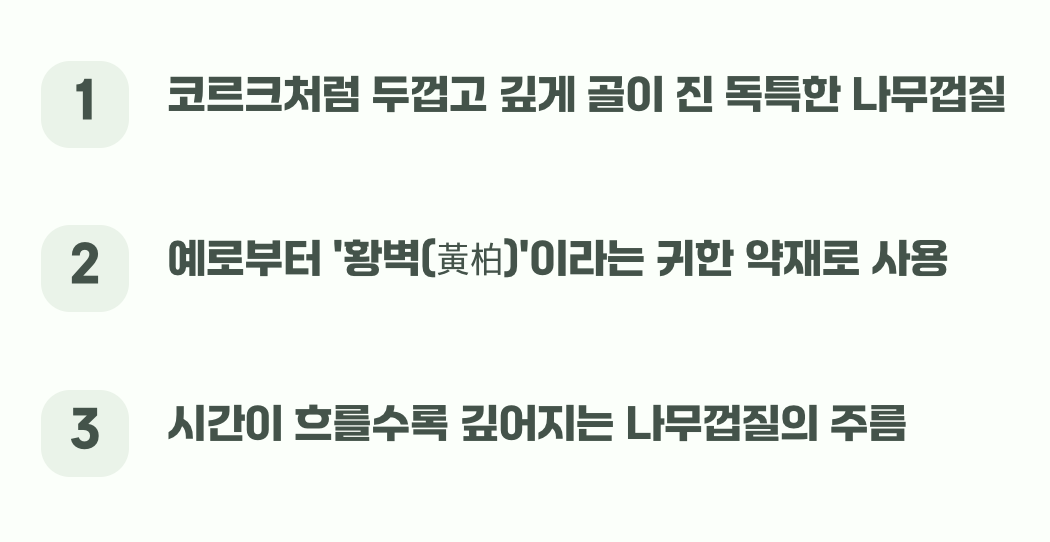 천의 얼굴을 가진 나무