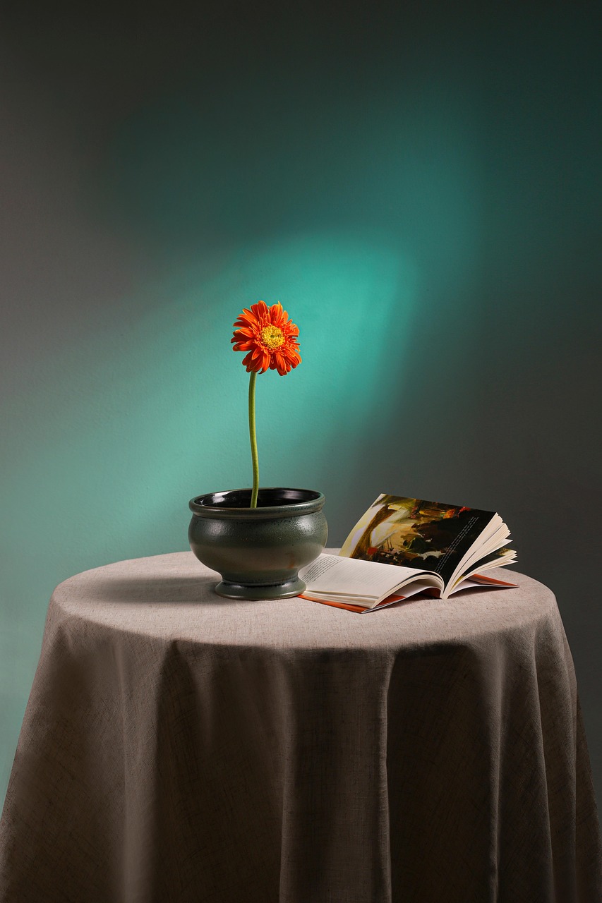 '거베라' 특징, 재배 방법, 탄생화 이야기, 역사