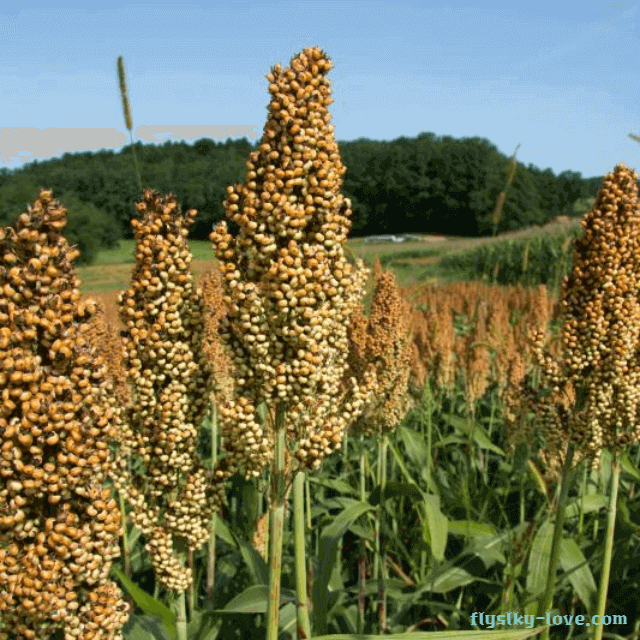 당뇨에 효과적인 영양알곡 찰기장