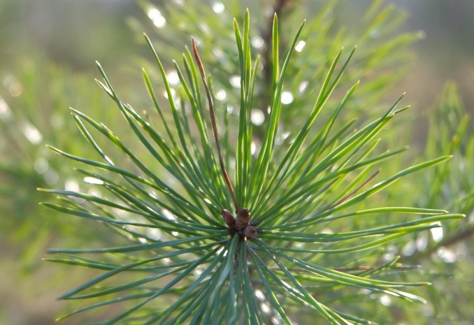 솔잎증류 농축액 만드는법, 만들기 완벽 가이드
