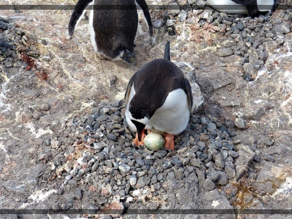 지구가 아파요. 2 갈라파고스 펭귄 생존을 위협받는 작은 여행자