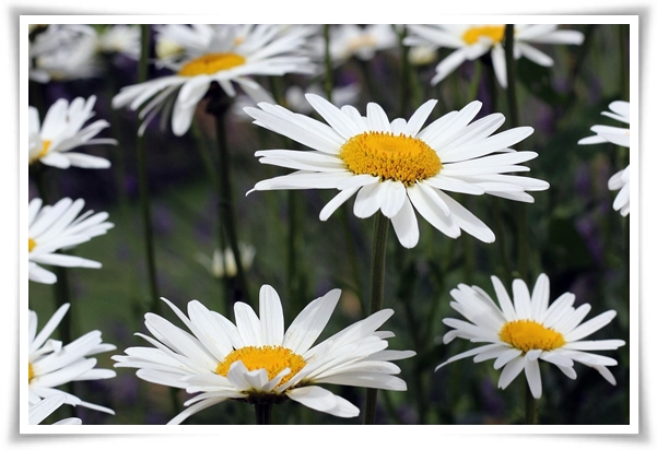 &quot;마가렛&quot; 상큼함으로 일상을 물들이는 꽃, 키우기부터 활용까지 완벽 가이드!