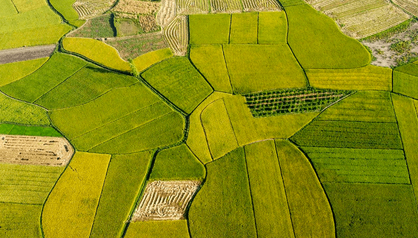 넓은 논 넓은 토지 들판 벼가 익은 논 사진