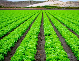 손해평가사 시험 과목 및 일정