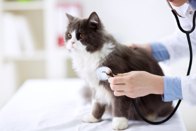 진찰을 받고 있는 고양이.