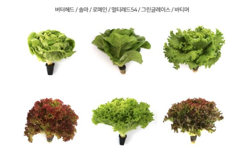 생방송투데이 환승직업 두 번째 인생 충주 쌈 채소 농장 웰팜이에이씨 쌈채소 스마트스토어 주문방법