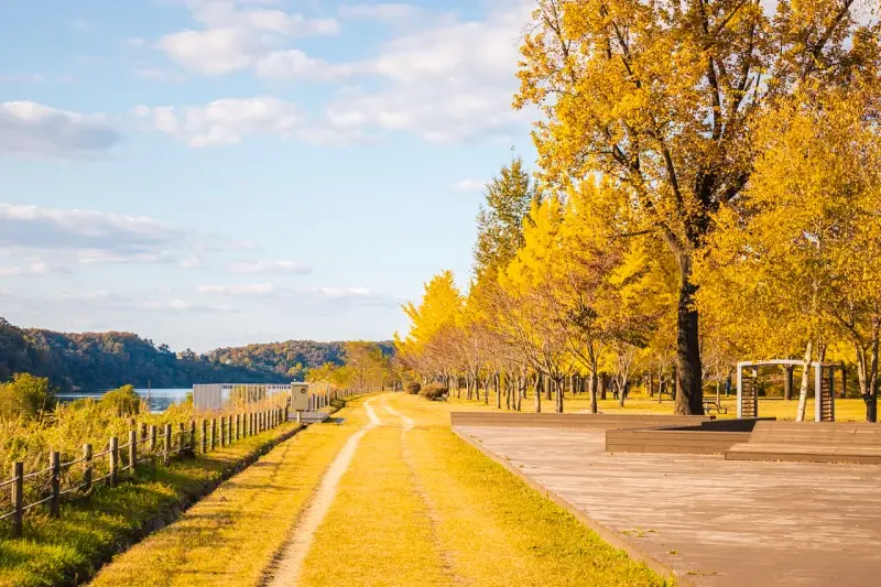 여주 강천섬 유원지 은행나무길