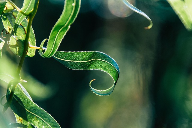 괴근식물 줄기 중심이 이동하는 현상을 관찰한 기록