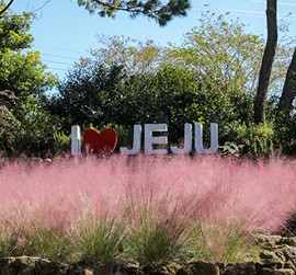 휴애리 핑크뮬리 축제