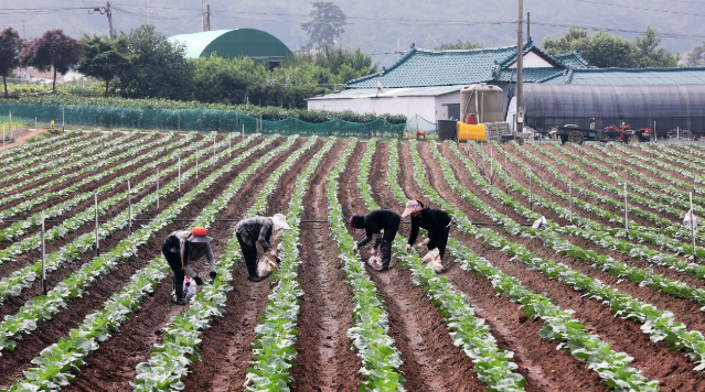 계절노동자 일하는 모습