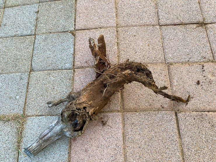 버려진 나무뿌리