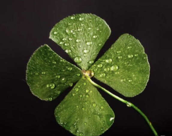 2026년 말띠 운세 알아보기