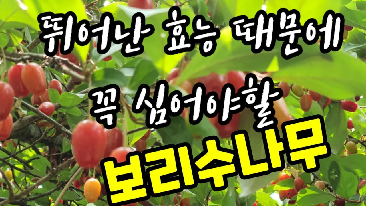 보리수나무 재배 전정 관리 착과 유도 열매 활용_2