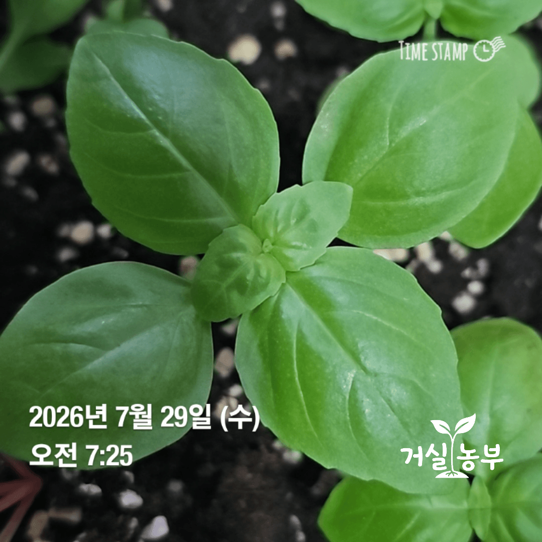 말레이시아 베란다 화분에서 잎이 넓게 자란 바질