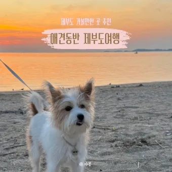 강아지 동반 애견 동반 여행 국내 베스트 10_3