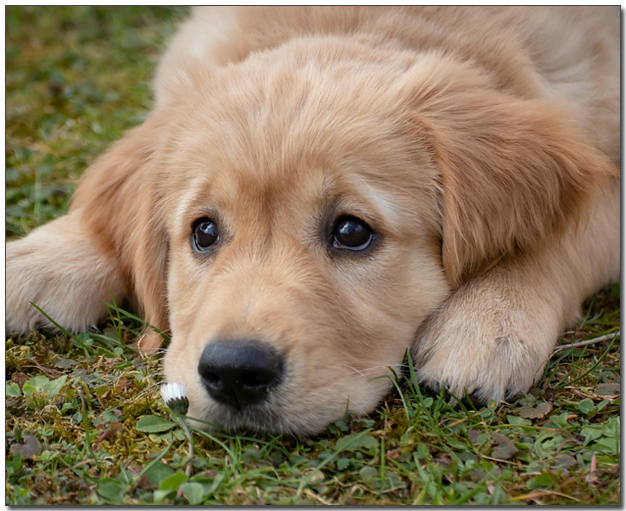 귀여운 표정의 아기 골든리트리버