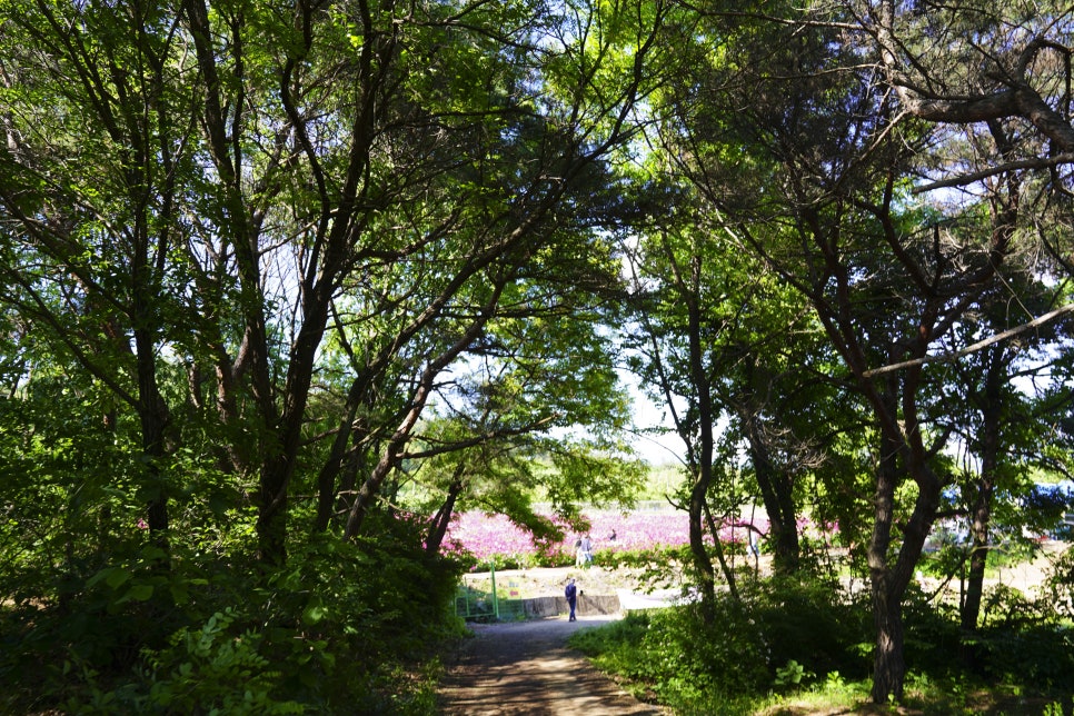 [5월 여행]영천작약꽃축제❘영천 삼창리&middot;정각리 작약꽃밭, 그리고 보현산약초식물원까지