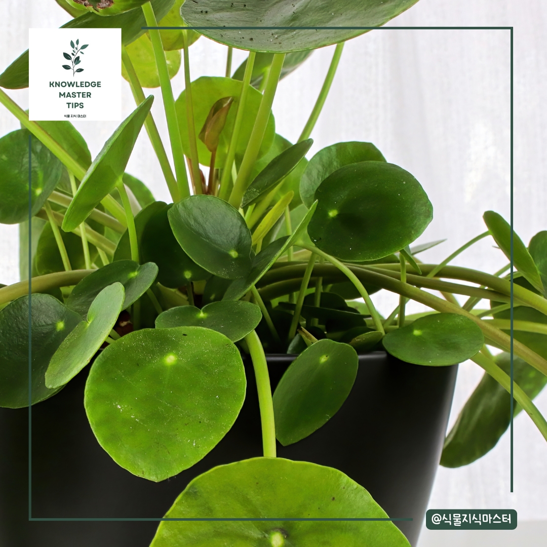 필레아 페페로미오이데스: 귀여운 동전 모양의 잎