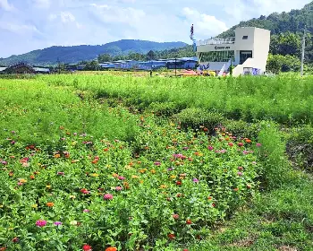 하동 북천 코스모스 메밀꽃 축제_28