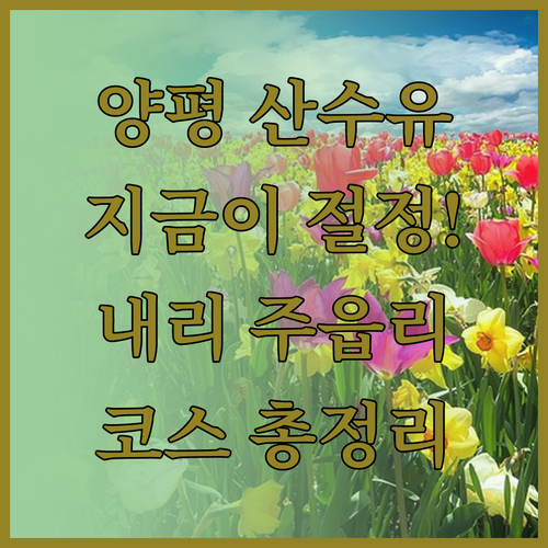 양평 산수유 꽃 개화 시기 및 방문 ..