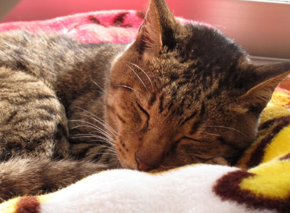 잠자는 고양이.