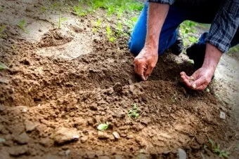 텃밭 가꾸기 모종 선택 파종 시기 물주기 비료 초보 가이드_9
