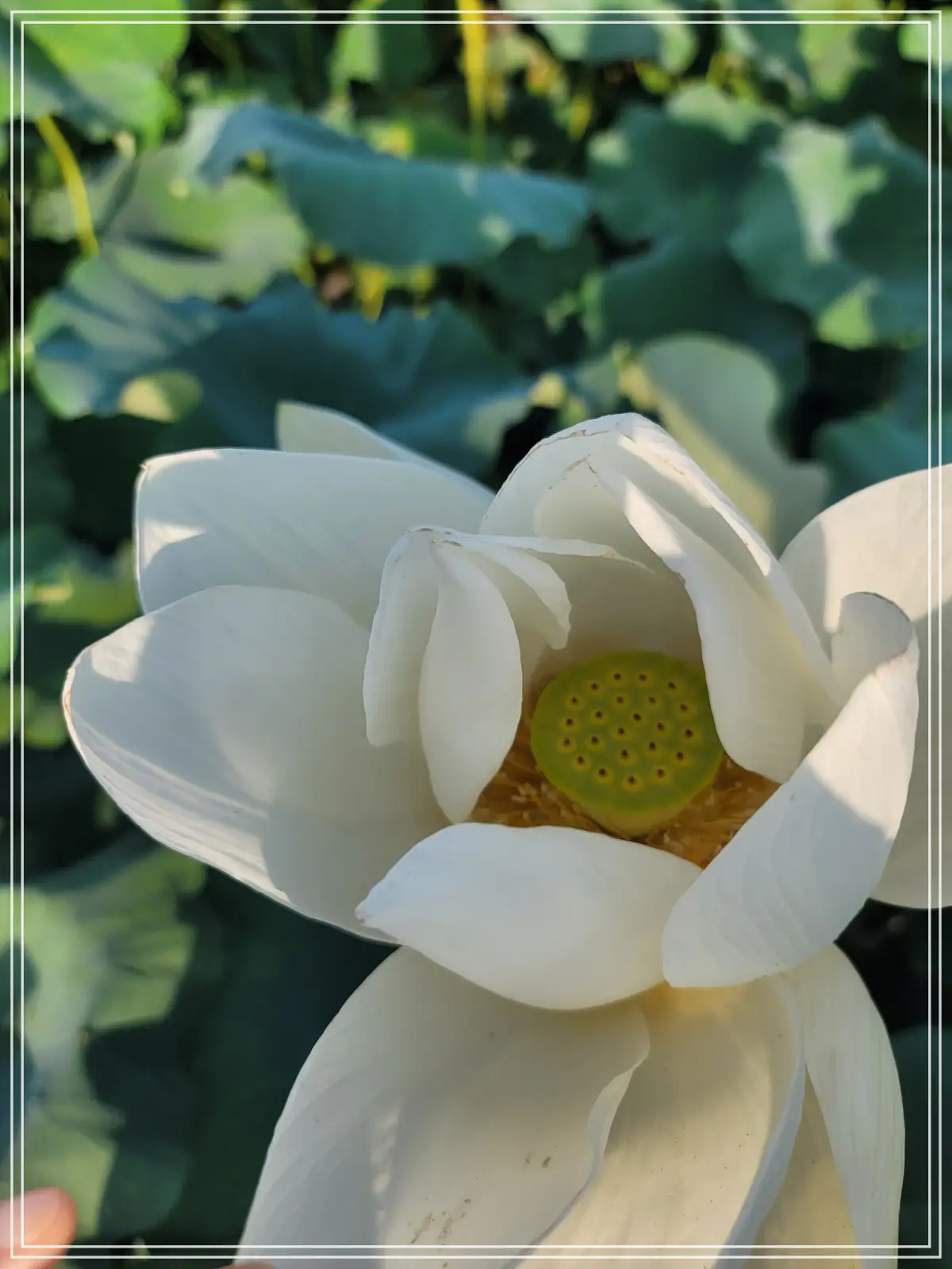 봉선사-연꽃축제-20250810_172504