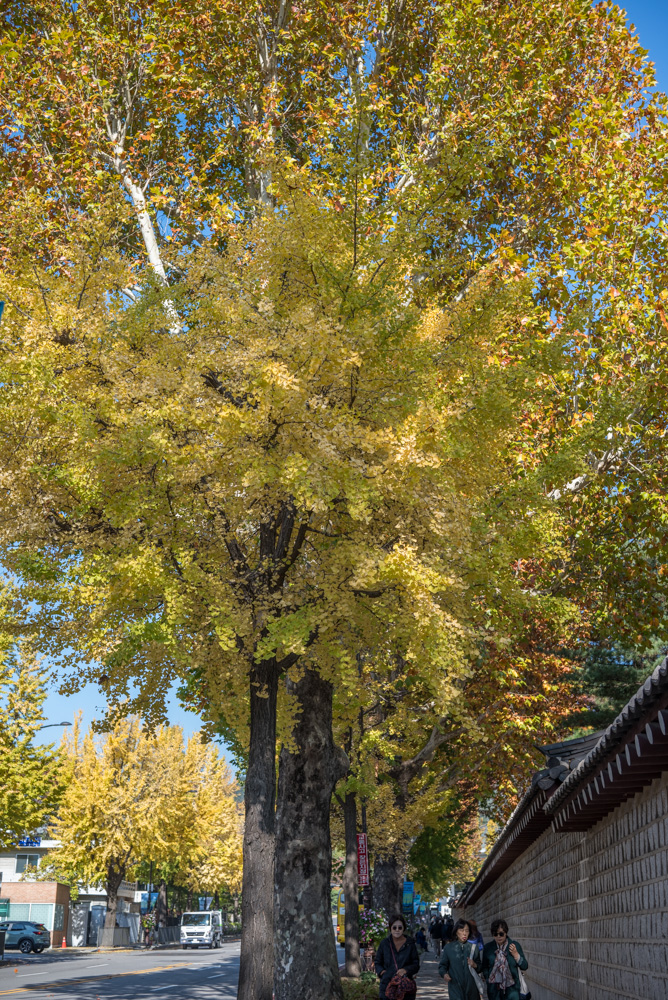 은행 단풍 맛집 경복궁 돌담길