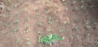 알타리무 파종시기 핵심 포인트_8