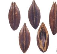 사군자열매-사진2