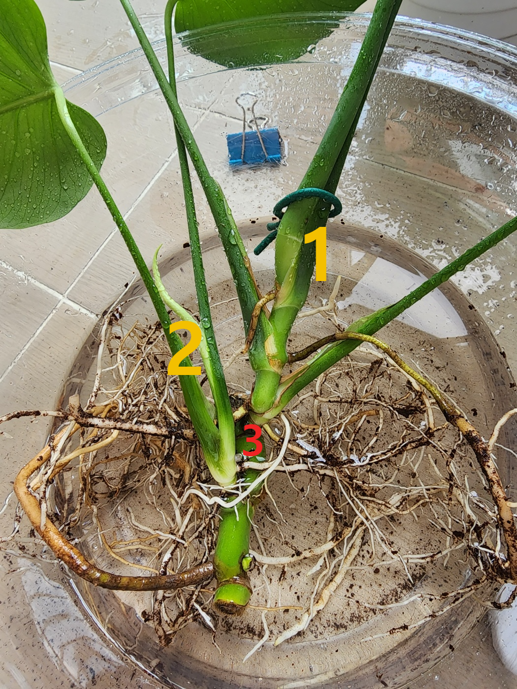 몬스테라의 뿌리