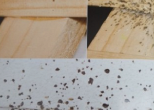 벽사이 빈대흔적