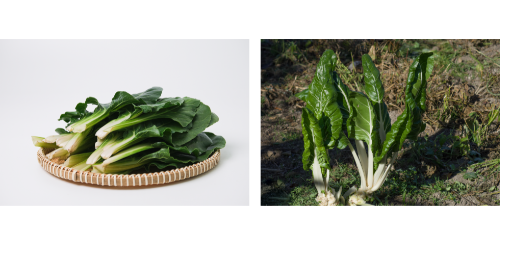 근대 생육 모습 이미지