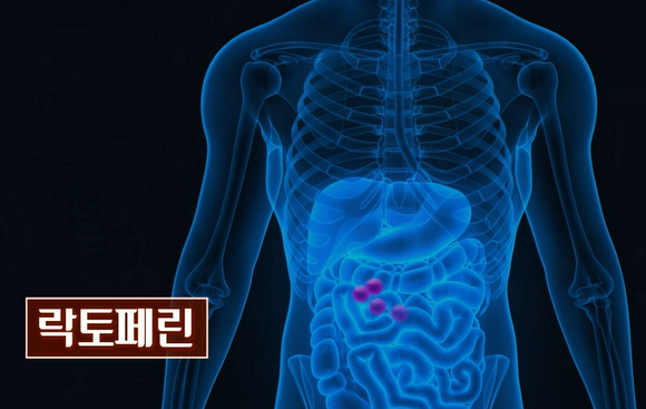 락토페린 효능