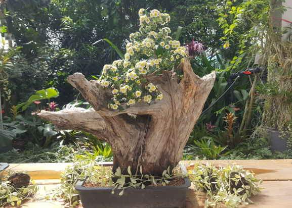 석부작과 분재 개념 및 차이점 선택방법