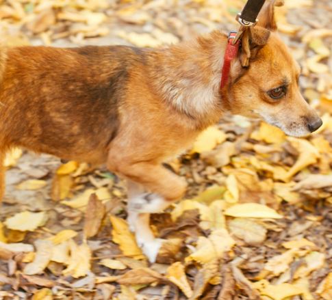 강아지 다리 경련 떨림 vs 발작 위험 이유 5가지와 관리법
