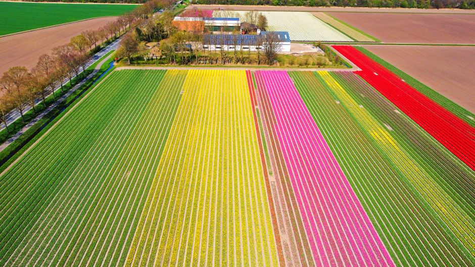 Colorful aerial view of blooming tulip fields in springtime, showcasing vibrant rows of flowers.