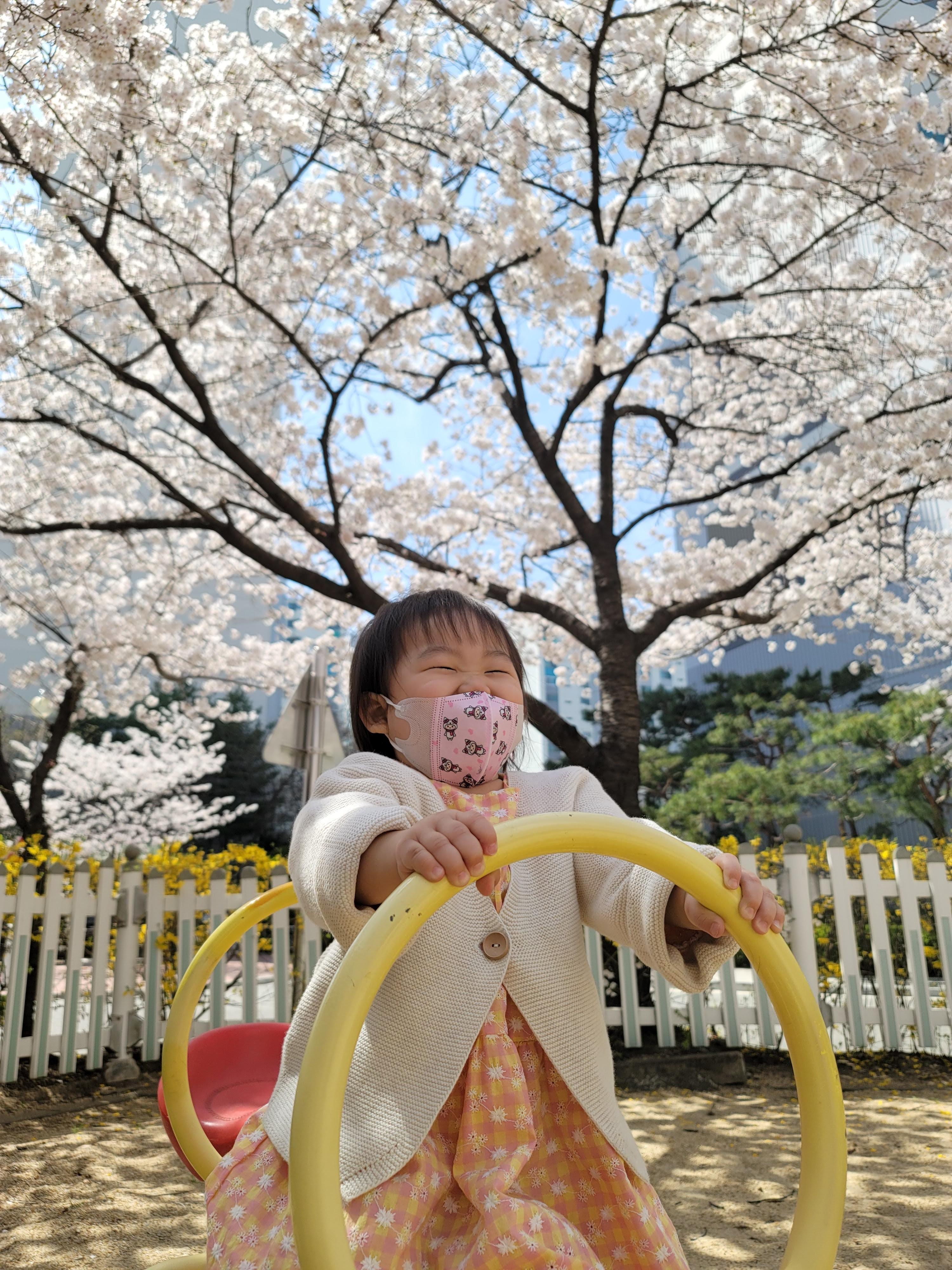 수원 숨은 벚꽃 명소