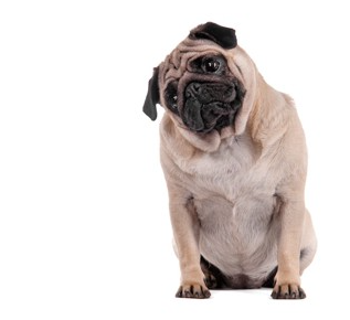 개 과호흡을 하는 이유는?