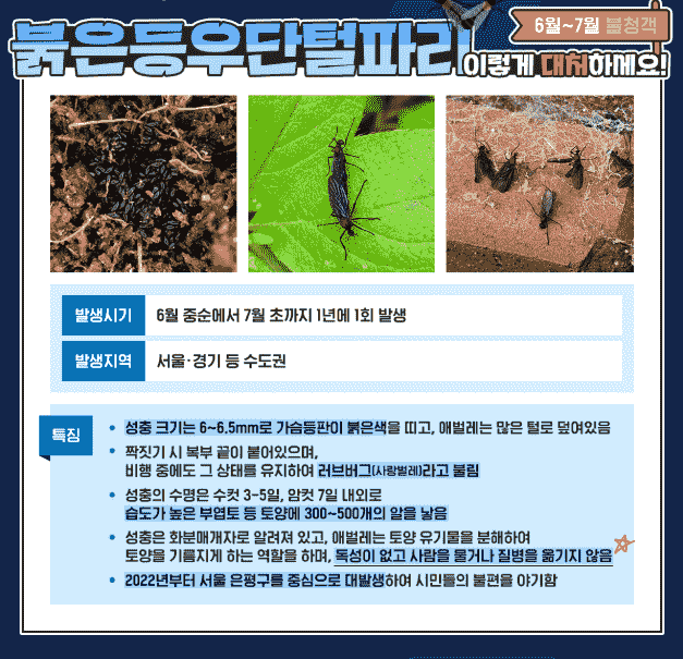 러브버그 퇴치 방법 BEST 5