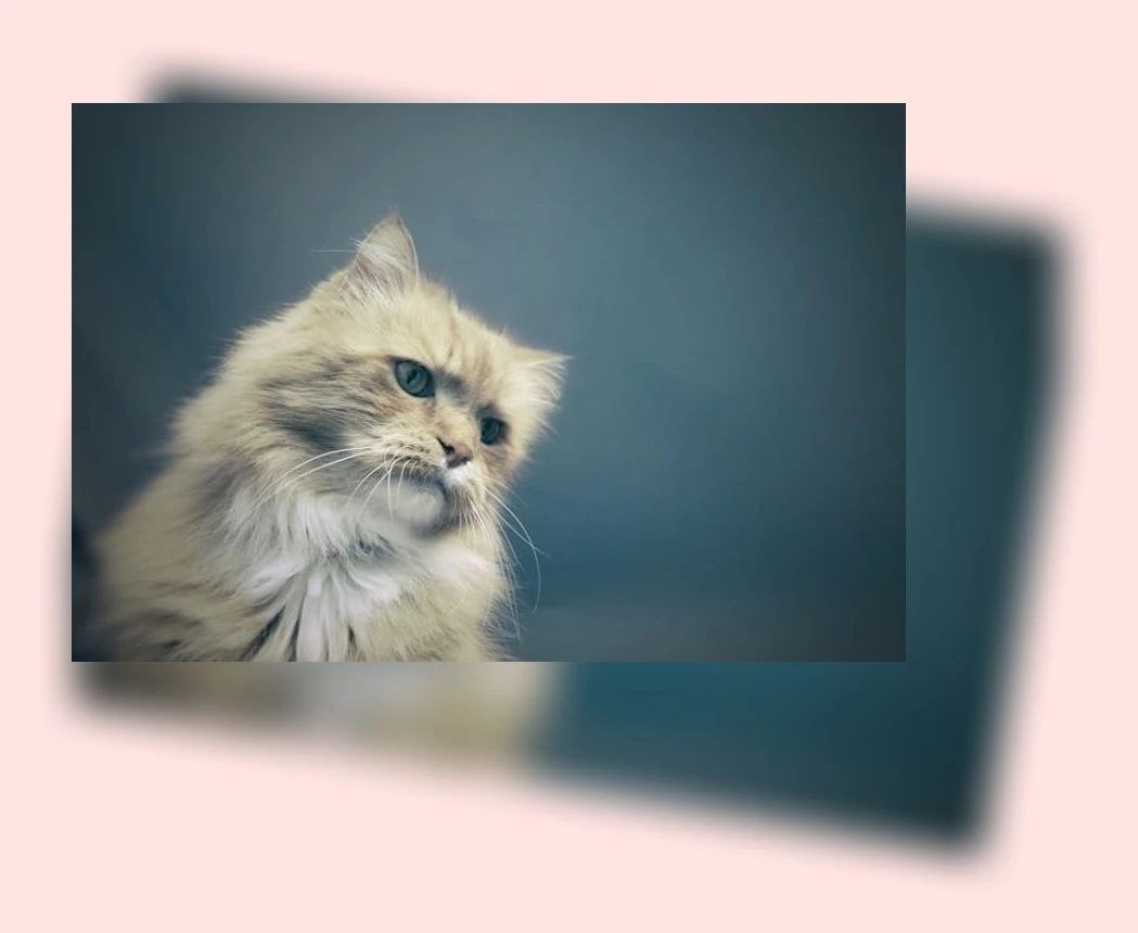 고양이 방광염 관리_2_subsection