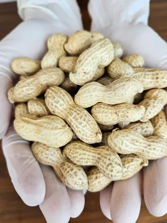 땅콩 효능 칼로리 권장섭취량_17