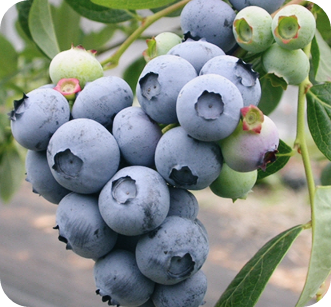 고지혈증에-좋은-음식