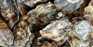 굴무침 레시피, 굴무침 만드는 법