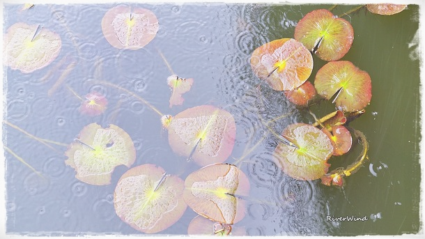비오는 삼락공원(三樂公園)연지