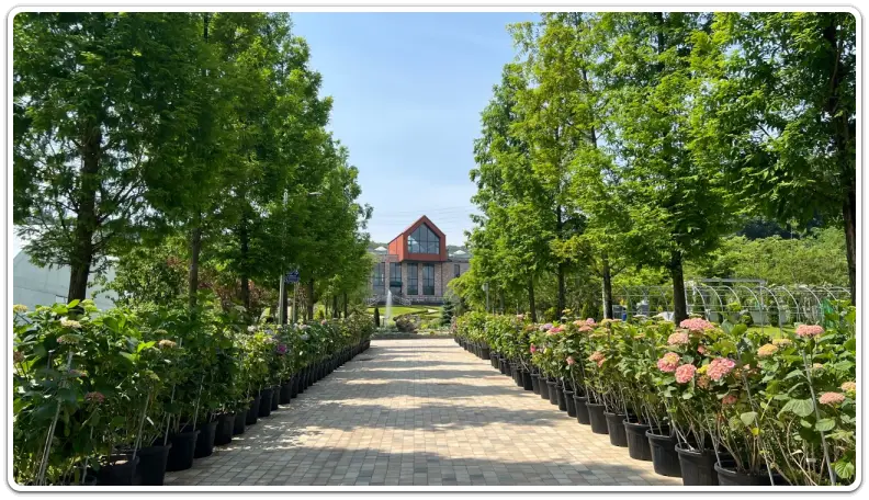 용인-자작나무숲-입장료-운영시간