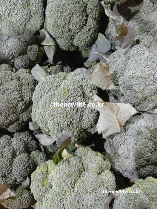 브로콜리 효능의 콜레스테롤 감소 작용을 하는 칼륨 실사진