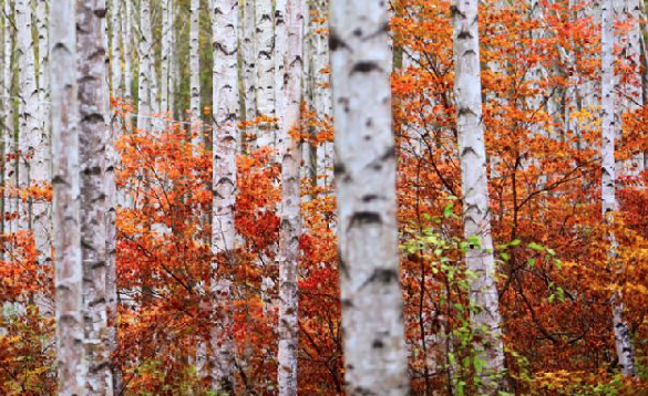 인제 자작나무숲 운영시간&middot;입산마감&middot;코스&middot;주차 정보
