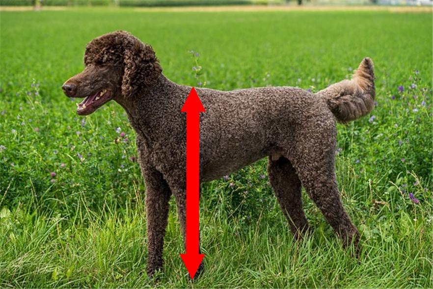 푸들 체고에 따른 4가지 분류