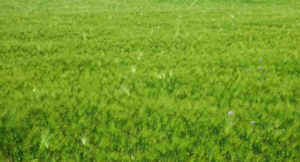 봄에 떠나기 좋은 여행지